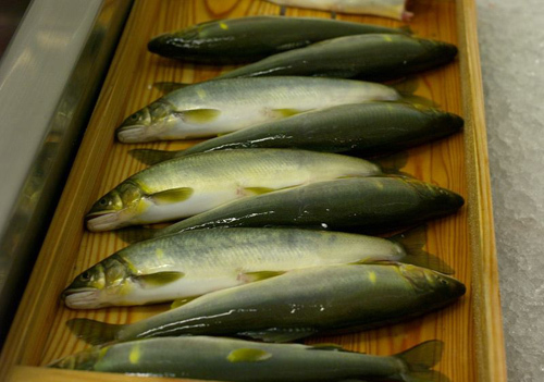 Thú câu và nướng cá suối Ayu ở Nhật Bản