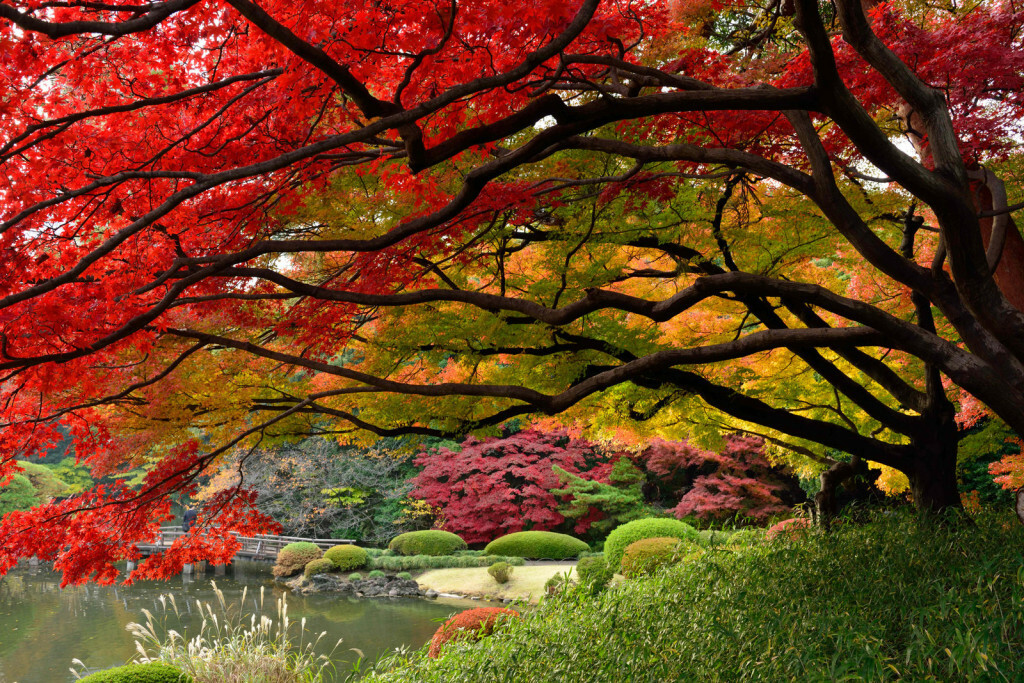 Những địa điểm ngắm mùa lá đỏ lý tưởng nhất tại Nhật Bản 